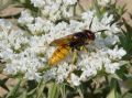 Philanthus triangulum